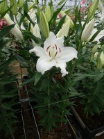 [5289 Anny Friesinger No01.JPG]